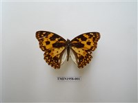 藏品(臺灣燦蛺蝶)的圖片